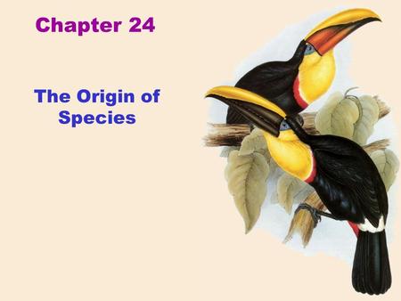 Chapter 24 The Origin of Species. Hummingbirds of Costa Rica Species.