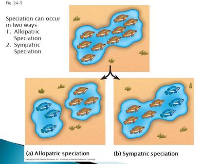Speciation can occur in two ways: Allopatric Speciation