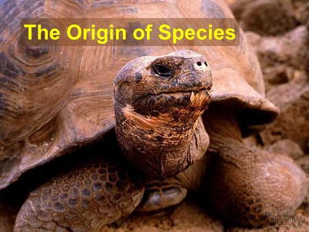 The Origin of Species. understanding speciation video  ding-Speciation-150610251 ???http://www.5min.com/Video/Understan.