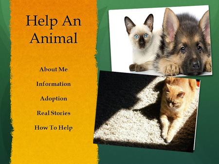 Help An Animal About Me InformationAdoption Real Stories How To Help.