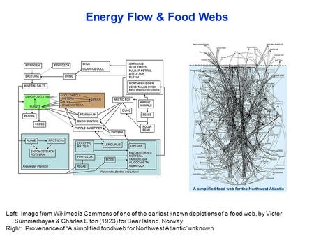 Energy Flow & Food Webs Left: Image from Wikimedia Commons of one of the earliest known depictions of a food web, by Victor Summerhayes & Charles Elton.