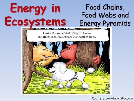 Energy in Ecosystems Food Chains, Food Webs and Energy Pyramids Courtesy: www.lab-initio.com.