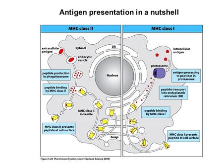 Antigen presentation in a nutshell
