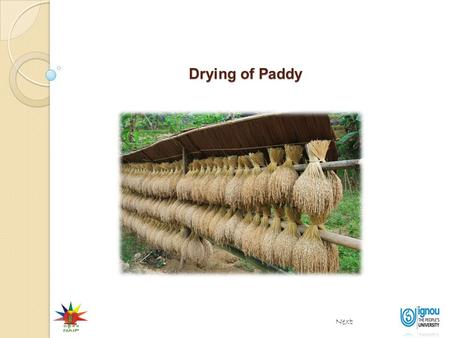 Drying of Paddy Next. Importance of drying Drying of Paddy Next End At harvest time rice grain contains a lot of moisture (20-25%). High moisture promotes.