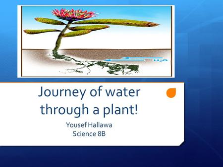 Journey of water through a plant! Yousef Hallawa Science 8B.