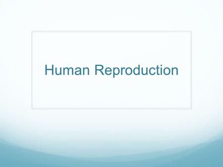 Human Reproduction. Male Reproductive Structures.