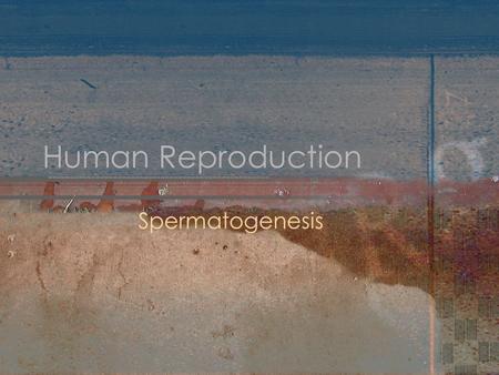 Human Reproduction Spermatogenesis.