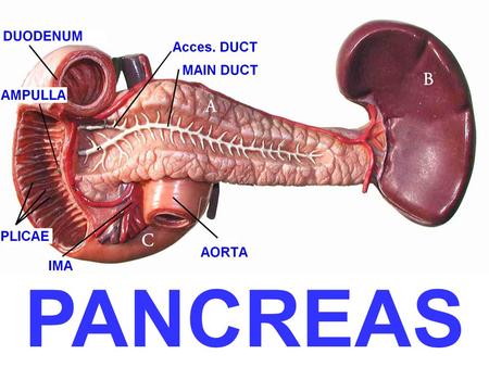 PANCREAS. OBJECTIVES Understand the etiology/risk factors, pathogenesis, morphology, clinical features and outcome of pancreatic inflammations and neoplasms.