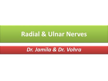 Radial & Ulnar Nerves Dr. Jamila & Dr. Vohra.