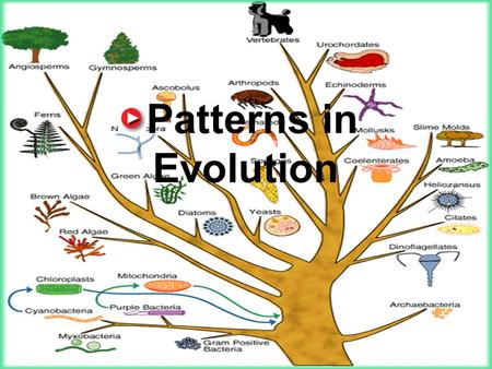 11.6 Patterns in Evolution Patterns in Evolution.