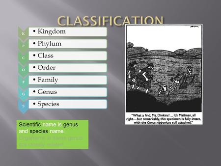 CLASSIFICATION Kingdom Phylum Class Order Family Genus Species