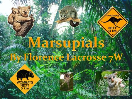 Marsupials By Florence Lacrosse 7W.