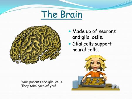 The Brain Made up of neurons and glial cells. Glial cells support neural cells. Your parents are glial cells. They take care of you!