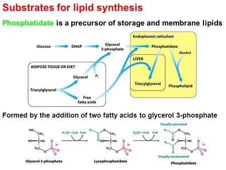 Substrates for lipid synthesis Phosphatidate is a precursor of storage and membrane lipids Formed by the addition of two fatty acids to glycerol 3-phosphate.
