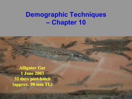 Demographic Techniques – Chapter 10 Alligator Gar 1 June 2003 32 days post-hatch (approx. 90 mm TL)