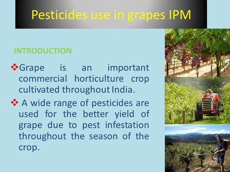  Grape is an important commercial horticulture crop cultivated throughout India.  A wide range of pesticides are used for the better yield of grape due.