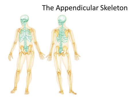 The Appendicular Skeleton. THE SKELETAL SYSTEM The Appendicular Skeleton 2 pairs of limbs and 2 girdles Pectoral (shoulder) girdle attaches upper limbs.