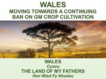 WALES MOVING TOWARDS A CONTINUING BAN ON GM CROP CULTIVATION WALES Cymru THE LAND OF MY FATHERS Hen Wlad Fy Nhadau.