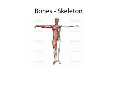 Bones - Skeleton. Early Life During development of the embryo, the human skeleton is made up of cartilage and fibrous membranes, but most of these early.