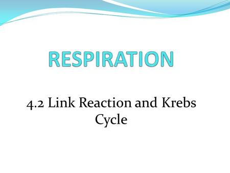 4.2 Link Reaction and Krebs Cycle