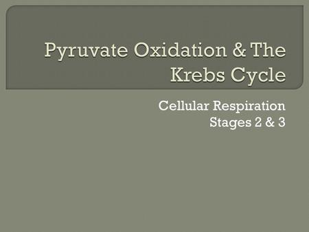 Cellular Respiration Stages 2 & 3.  Stages of Cellular Respiration Glycolysis Pyruvate Oxidation Krebs Cycle Electron Transport & Chemiosmosis.