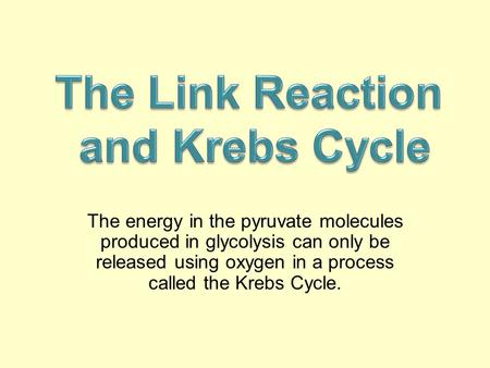 The energy in the pyruvate molecules produced in glycolysis can only be released using oxygen in a process called the Krebs Cycle.