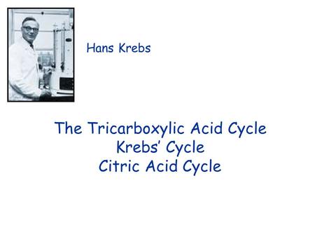 The Tricarboxylic Acid Cycle Krebs’ Cycle Citric Acid Cycle Hans Krebs.