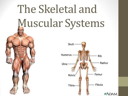 The Skeletal and Muscular Systems. The Skeletal and Muscular System By working together, your muscular and skeletal systems allow you to do many things.