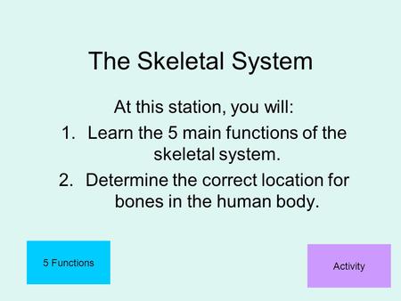 The Skeletal System At this station, you will: 1.Learn the 5 main functions of the skeletal system. 2.Determine the correct location for bones in the human.