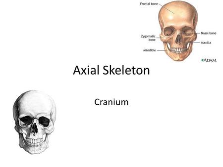 Axial Skeleton Cranium.
