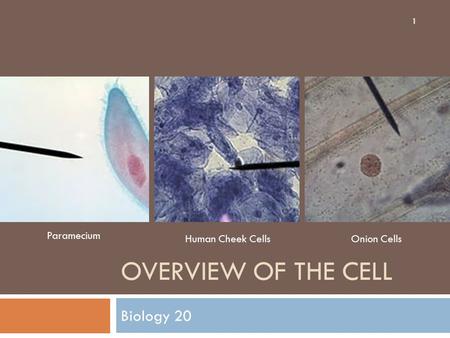 OVERVIEW OF THE CELL Biology 20 Paramecium Human Cheek CellsOnion Cells 1.