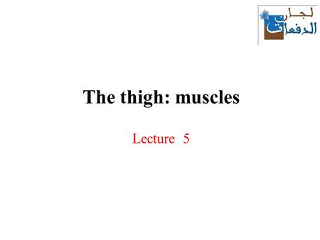 The thigh: muscles Lecture 5.