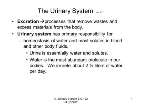 The Urinary System rev 1-13