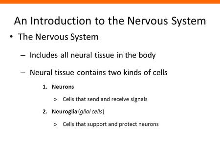 An Introduction to the Nervous System The Nervous System – Includes all neural tissue in the body – Neural tissue contains two kinds of cells 1.Neurons.