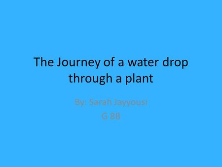 The Journey of a water drop through a plant