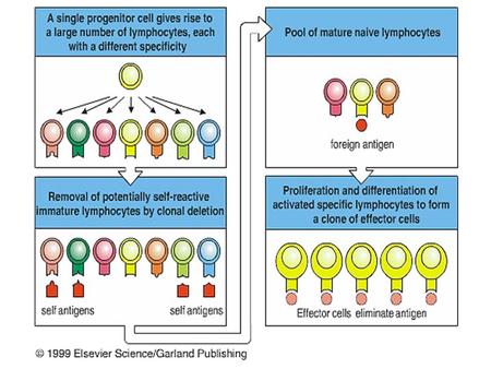 Antigen-Independent B-Cell Development