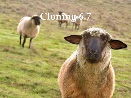 Cloning 6.7. Cloning Cloning is the process of forming identical genetic offspring from a single cell. It is a natural process that happens daily in nature.