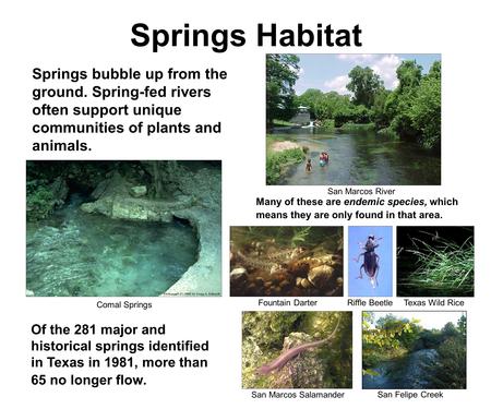 Springs Habitat Springs bubble up from the ground. Spring-fed rivers often support unique communities of plants and animals. Many of these are endemic.