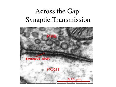 Across the Gap: Synaptic Transmission. You are your synapses. They are who you are. Joseph LeDoux, 2002 (in Synaptic Self)