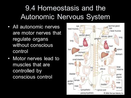 9.4 Homeostasis and the Autonomic Nervous System All autonomic nerves are motor nerves that regulate organs without conscious control Motor nerves lead.