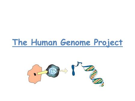 The Human Genome Project. HGP The Idea was to map the 25000 Human genes! Thousands of scientists from all over the world work together. The big idea was.