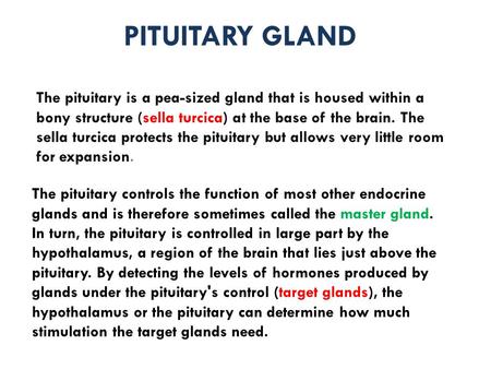 PITUITARY GLAND The pituitary is a pea-sized gland that is housed within a bony structure (sella turcica) at the base of the brain. The sella turcica protects.