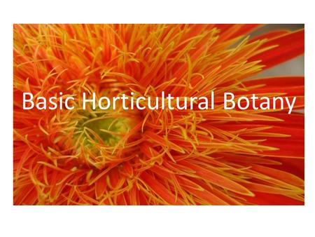 Basic Horticultural Botany. What is Horticulture? Horticulture is the art and science of growing vegetable, fruit, medicinal and ornamental plants Agronomy.