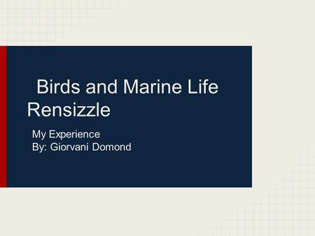 Birds and Marine Life Rensizzle My Experience By: Giorvani Domond.