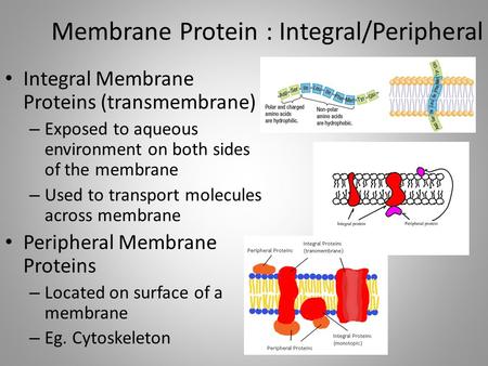 Membrane Protein : Integral/Peripheral Integral Membrane Proteins (transmembrane) – Exposed to aqueous environment on both sides of the membrane – Used.
