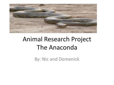Animal Research Project The Anaconda By: Nic and Domenick.