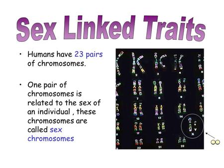 Sex Linked Traits Humans have 23 pairs of chromosomes.