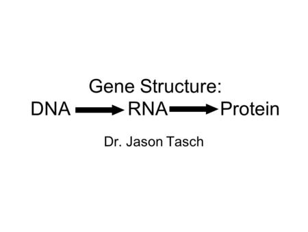 Gene Structure: DNA RNA Protein Dr. Jason Tasch. Nucleic Acids Sequence of Nucleotides Nucleotide composed of: –Nitrogenous Base Purine Pyrimidine –Sugar.