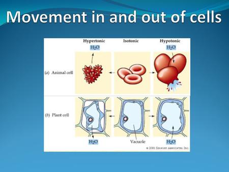 Movement in and out of cells