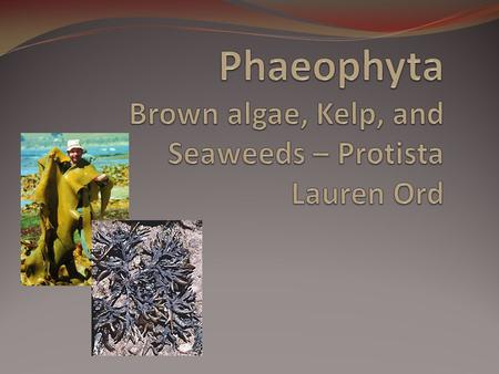 Phaeophyta Brown algae, Kelp, and Seaweeds – Protista Lauren Ord